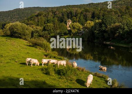 Vaches au bord de la rivière, Chalèze, près de Besançon, Doubs, Franche-Comté, Jura, France Banque D'Images