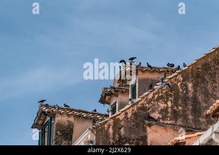 Pigeons sur les toits de la vieille ville de Dubrovnik, Dalmatie, Croatie. Banque D'Images