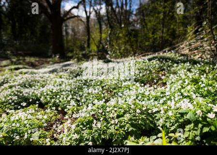 Des chutes de lumière sur l'anémone de bois (anemone nemorasa) par un chemin de bois à Grove Farm, une réserve naturelle locale à Greenford, quartier d'Ealing Londres Banque D'Images