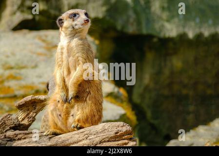 Un foyer sélectif d'un mignon mongoose de meerkat (Suricata suricata) debout sur le rocher regardant de côté Banque D'Images