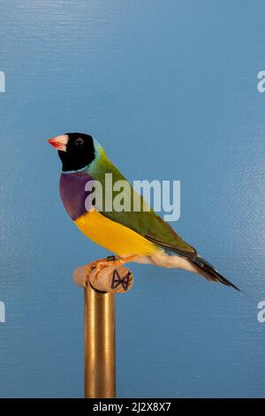 Un gros plan vertical du finch Gouldian, Chloebia gouldiae sur la perche. Banque D'Images