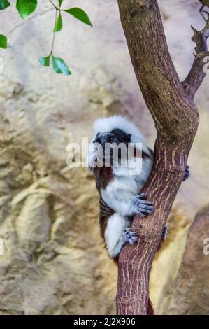 Photo verticale d'un tamarin en coton perché sur une branche sur un fond de mur en pierre Banque D'Images