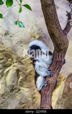 Photo verticale d'un tamarin en coton perché sur une branche sur un fond de mur en pierre Banque D'Images