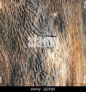 Gros plan semi-abstrait d'une vieille souche de bois abîmée, affichant des motifs, des couleurs discrètes, de la texture et des fissures sur une partie externe vieillie de l'arbre tombé. Banque D'Images