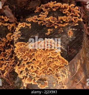 Des détritus de bois autour d'un support orange des champignons ont colonisé la souche d'arbre en gros plan, avec des feuilles mortes en automne sur le plancher de bois Banque D'Images