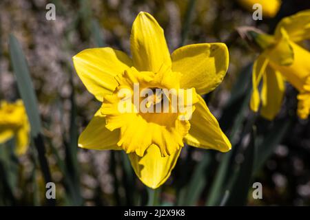 Narcissus 'valeur standard' Daffodil Division 1 trompette Banque D'Images