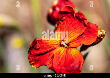 Erysimum - Wallflower Fire King. Floraison le jour du printemps montrant le détail des fleurs Banque D'Images