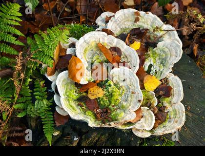 Les champignons de support avec des algues dans les bois de chêne ancien gros plan des détails de l'arbre Cannock Chase AONB (région d'une beauté naturelle exceptionnelle) dans le Staffordshire Banque D'Images