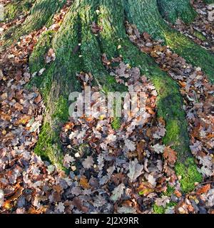 Ancient Oak Woodland gros plan sur les racines des arbres avec le lichen, les algues et la mousse sur Cannock Chase AONB (région d'une beauté naturelle exceptionnelle) à Stafford Banque D'Images
