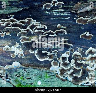 Une partie d'un champignon couvrait une souche d'arbre tombé dans une forêt de Cannock Chase en hiver Banque D'Images