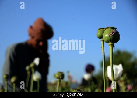 Kandahar, Afghanistan. 3rd avril 2022. Un agriculteur recueille de l'opium brut dans un champ de pavot à Kandahar, en Afghanistan, le 3 avril 2022. Le chef suprême des Taliban, Haibatullah Akhundzada, a interdit dimanche dans un décret la culture du pavot à opium et le commerce de l'opium en Afghanistan, a confirmé le gouvernement intérimaire dirigé par les Taliban. Credit: Sanaullah Seiam/Xinhua/Alamy Live News Banque D'Images