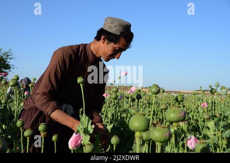 Kandahar, Afghanistan. 3rd avril 2022. Un agriculteur recueille de l'opium brut dans un champ de pavot à Kandahar, en Afghanistan, le 3 avril 2022. Le chef suprême des Taliban, Haibatullah Akhundzada, a interdit dimanche dans un décret la culture du pavot à opium et le commerce de l'opium en Afghanistan, a confirmé le gouvernement intérimaire dirigé par les Taliban. Credit: Sanaullah Seiam/Xinhua/Alamy Live News Banque D'Images