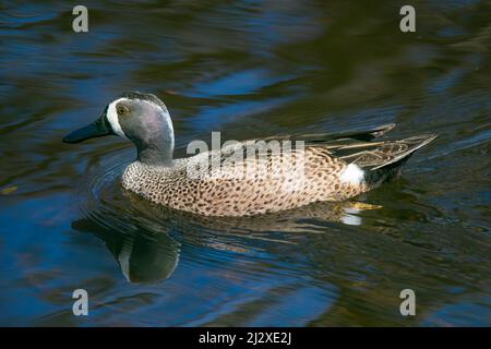 Un canard sarcelle à ailes bleues se balade à travers un étang dans les Everglades de Floride. Banque D'Images