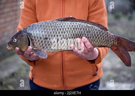 La femme tient un de poisson de carpe dehors. Cuisine pour le dîner à l'extérieur, concept pique-nique. Banque D'Images