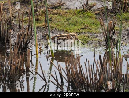 Jack Snipe Banque D'Images