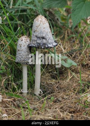 Inkcap Shaggy Banque D'Images