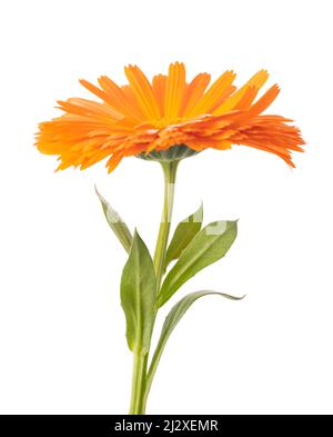 Fleur Marigold isolée sur fond blanc Banque D'Images