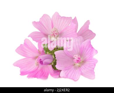 Fleurs de mousche plus grandes isolées sur fond blanc Banque D'Images