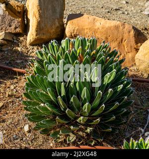 Gros plan de l'agave de la Reine Victoria ou de l'agave royal (agave victoria-reginae) Banque D'Images