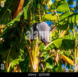 Gros plan de la fleur de Banana (Musa acuminata) Banque D'Images