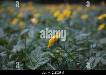 Fleurs de printemps, champ, Deutscjland, Gerbera, Tulips, Dandilion, Macro Banque D'Images