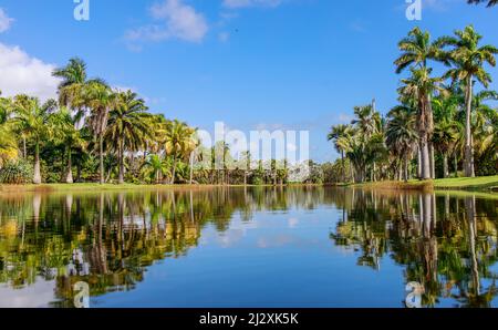 Le jardin botanique tropical Fairchild sur fond bleu ciel à Miami, Floride Banque D'Images