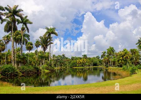 Le jardin botanique tropical Fairchild sur fond bleu ciel à Miami, Floride Banque D'Images