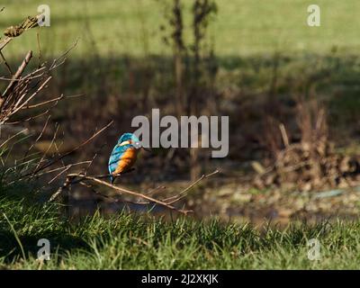 Un kingfisher commun s'arrête sous la lumière du soleil, un plumage irisé qui brille alors qu'il se trouve sur une branche d'un ruisseau à Buxton, au Royaume-Uni. Banque D'Images