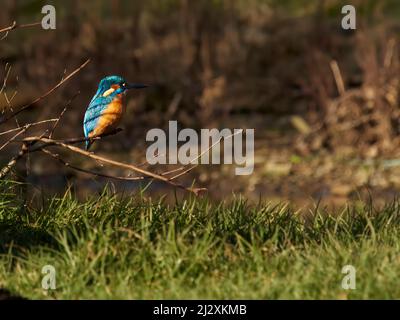 Un kingfisher commun s'arrête sous la lumière du soleil, un plumage irisé qui brille alors qu'il se trouve sur une branche d'un ruisseau à Buxton, au Royaume-Uni. Banque D'Images