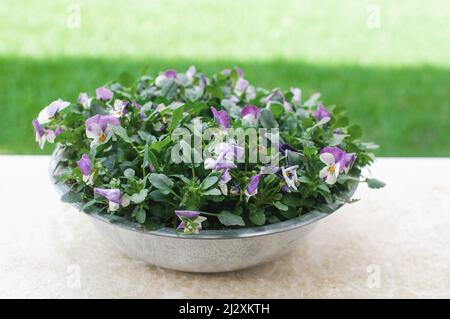 pansies de fleurs de jardin multicolores dans une casserole sur la terrasse Banque D'Images