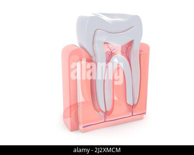 3d illustration de la vue anatomique de l'intérieur d'une dent molaire. Style transparent sur fond blanc. Banque D'Images