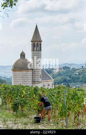 2018, récolte de raisins au Château de Bellet, sur les collines de Nice (sud-est de la France): Récolte de raisins dans le vignoble, Vermentino B, ancienne vari Banque D'Images