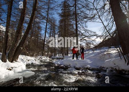 Serre-Chevalier (Alpes françaises, sud-est de la France) : groupe de touristes et guide lors d'une randonnée en raquettes, dans des montagnes moyennes entourant le mal Banque D'Images