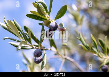olives noires, olivier Banque D'Images