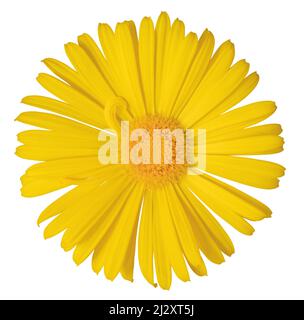 Belle Marguerite jaune (Marguerite, Doronicum) isolée sur fond blanc, y compris le chemin d'écrêtage. Banque D'Images