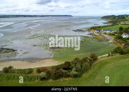 Hillion (Bretagne, nord-ouest de la France), octobre 2021 : vue aérienne des algues vertes dans la baie de Saint-Brieuc, ici sur la plage de galets dans la crique o Banque D'Images