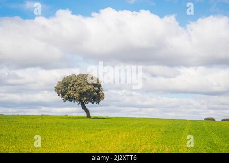 Chêne de Holm dans un medaow. Fresno de Cantespino, province de Ségovie, Castilla Leon, Espagne. Banque D'Images