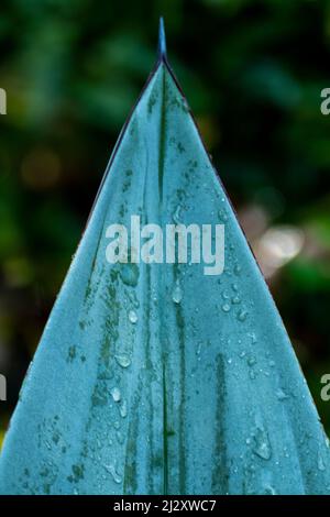 Gros plan sur les feuilles d'agave bleu-vert. Image de la nature art abstrait Banque D'Images