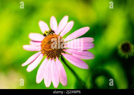 Abeille collectant du pollen sur la coneflower rose Banque D'Images