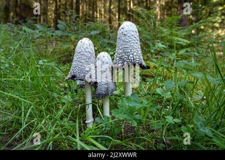 Trois bouchons d'encre déchiqueteux - Coprinus comatus Banque D'Images