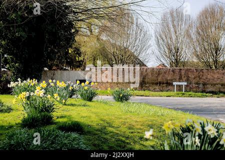 Les jonquilles printanières fleurissent dans Church Street, West Hanney, Oxfordshire, Royaume-Uni Banque D'Images