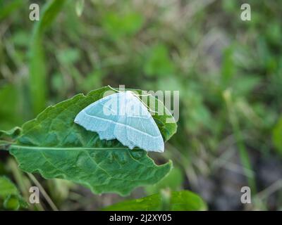 Gros plan d'une émeraude lumineuse assise sur une feuille dans son environnement naturel Banque D'Images