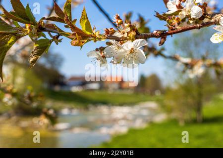 Fleurs de pommier, gros plan, Hohenaschau, Chiemgau, haute-Bavière, Bavière, Allemagne Banque D'Images