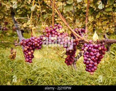 Pinot Noir raisins en attente d'être récoltés, Bad Honnef, Rhénanie-du-Nord-Westphalie, Allemagne Banque D'Images