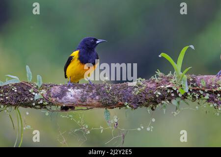 Oriole Icterus prostemelas Boco Tapada, Costa Rica BI033910 Banque D'Images