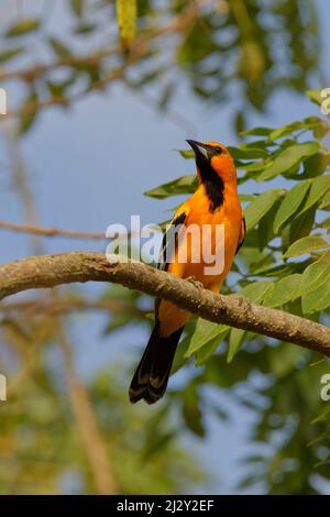 Oriole Icterus pustulatus Tarcoles, Costa Rica BI033917 Banque D'Images