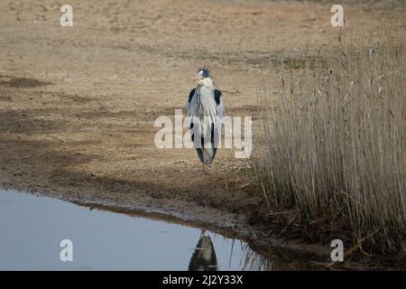 Héron gris (Ardea cinerea) debout à l'arrière d'un lac Banque D'Images