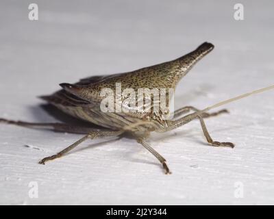 Vue de la tête d'un Bug argenté et gris (famille des Acanthosomatidae) isolé sur un fond blanc Banque D'Images