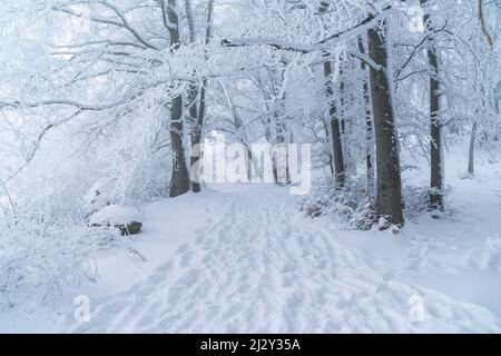 Allemagne, hiver dans une forêt, arbres couverts de neige blanche moelleuse et de glace dans une atmosphère froide et glacée d'hiver le long d'un sentier de randonnée avec de nombreux pas Banque D'Images