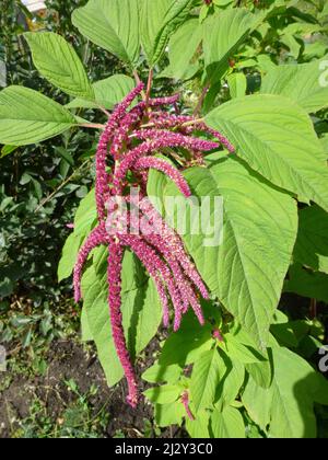 Fleurs et plantes d'Amaranth, vue de dessus, jardin en Sibérie Russie Banque D'Images